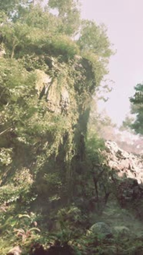 A River Running Through a Lush Green Forest
