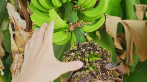 Person hand taking green raw banana growing on tree, POV view
