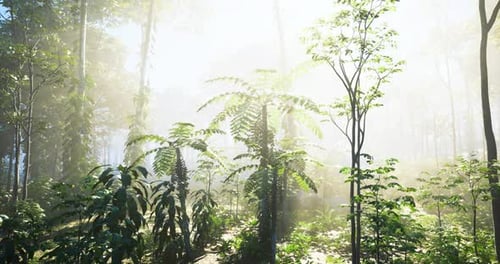 La lumière du soleil filtre à travers une végétation luxuriante dans un cadre forestier dynamique