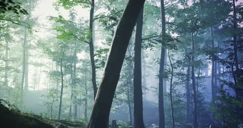 Misty Forest Landscape with Trees in Early Morning Light and Soft Fog