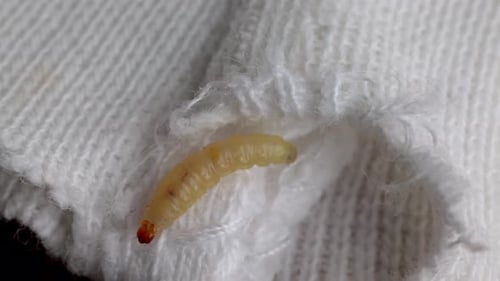Indianmeal Moth Larva Creeping On White Knitted Fabric. - close up shot