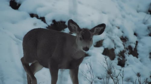 A young deer walking in the snow in woods