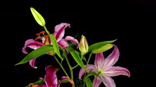 Blooming Pink Lilies in Time Lapse on Black