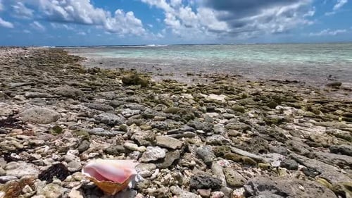Conque rose BOTUTO sur une PLAGE tropicale avec des pierres, PAN RIGHT, Los Roques