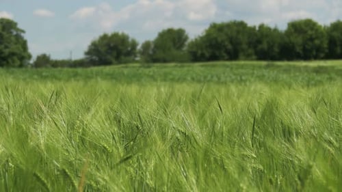 Young Green Wheat and Spikelets in a Field