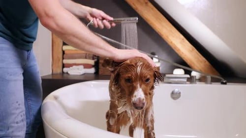 Man Washing Dog in Bathtub with Showerhead
