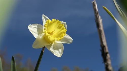 Flor de narciso contra el cielo azul, Narciso en la naturaleza de cerca