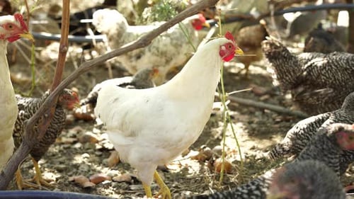 White chicken in the organic farm, near coop, confining poultry on open wide garden in village