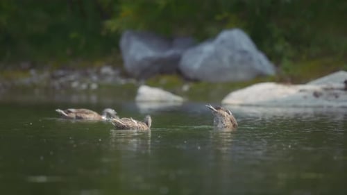 Flock of mallard ducks swimming in the green pond