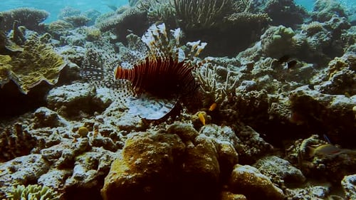 Scorpion fish floating in open ocean water with open red striped fin along the coral reef edge