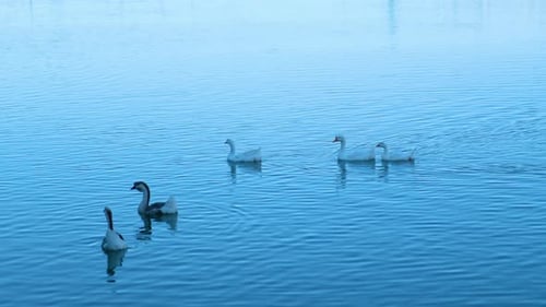 Ducks swimming in a lake
