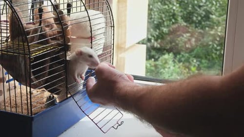 Hand Feeding White Rats Inside a Blue Cage
