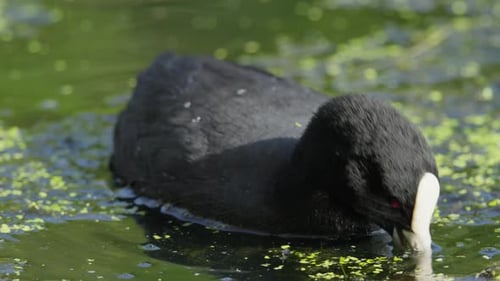 Australian Coot Feeding Gracefully on Water Plants in a Serene Lake