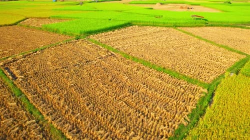 Aerial view of agriculture in rice fields for cultivation