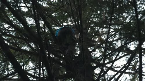 ein Mann klettert auf den Baum