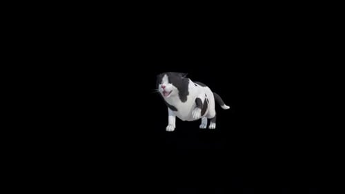 Angriff auf die Straßenkatze