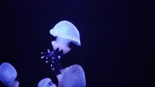 Glowing Jellyfish Swimming Gracefully in Dark Ocean Water