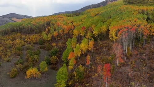 Autumn Forest