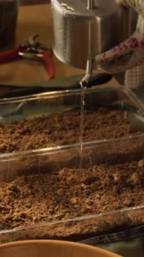 Vertical of Woman Watering Soil in Plastic Seedling Tray for Planting