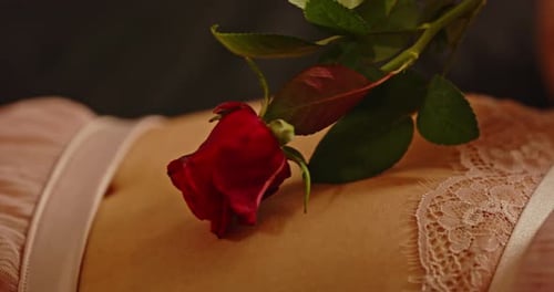 Beautiful close up of a red rose rubbing the belly of an attractive woman dressed in sexy lingerie Beautiful close up of a red rose rubbing the belly of an attractive woman dressed in sexy lingerie