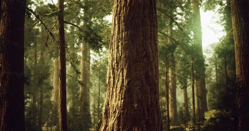 Majestic Redwood Forest with Tall Trees Lit By Soft Sunlight