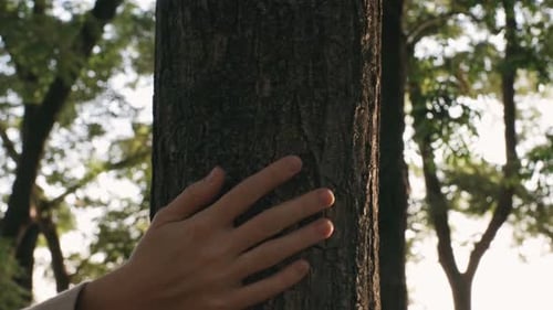 Female Hand Touching and Stroking Bark of Tree in Forest