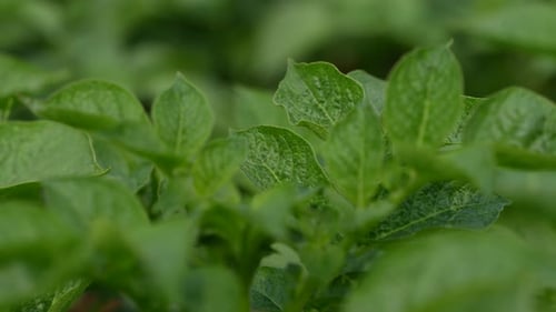 Green Potato Plants Growing in a Rural Field
