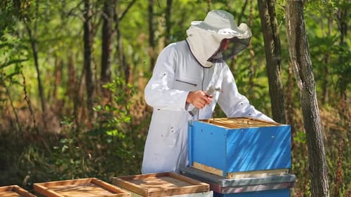O apicultor está trabalhando com abelhas e colmeias no apiário. Quadros de uma colmeia de abelhas