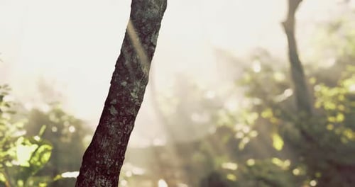 Sunlight Filtering Through Trees in a Tranquil Forest Setting