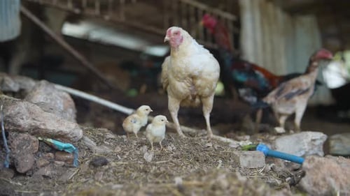 A Hen and Her Adorable Chicks Can Be Seen in a Picturesque Rural Setting Showcasing Nature
