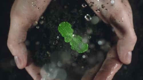 Woman Hands Holding Green Seedling Water Drops Falling on a Sprout Leaves Over Soil in Slow Motion