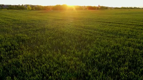 Sprinkler auf landwirtschaftlichem Weizenfeld bei Sonnenuntergang mit Sonnenstrahlen