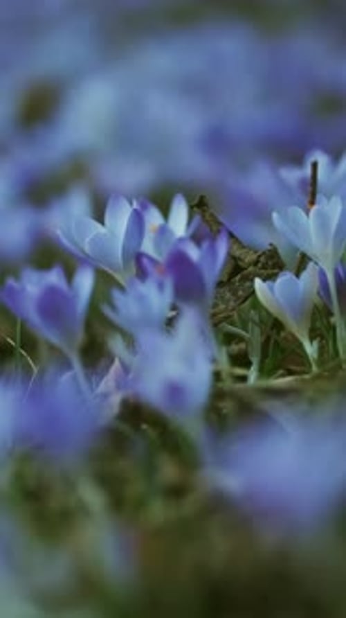 Flowering crocus spring flowers