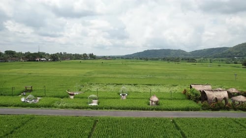 Drone Shot of Rural Rice Field and Huts