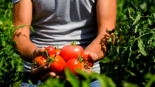 A Man Farmer Harvests Tomatoes in the Garden Selective Focus