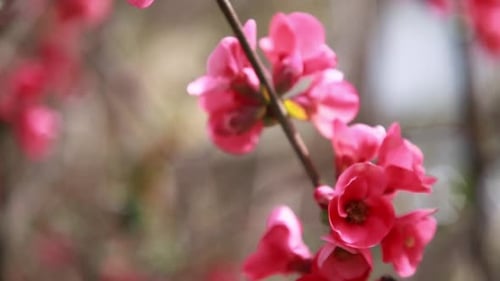 Honigbiene sammelt Pollen von roten Quittenblüten