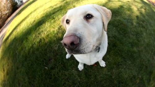 Adorable Dog Sniffing Camera Lens Outdoors on Grass