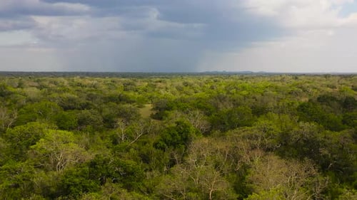 Jungles and Rainforests in Sri Lanka