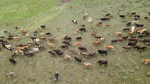 Cattle Herd Grazing on Rural Green Pasture