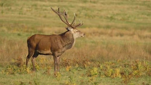 Brüllender Rotwild mit riesigem Geweih steht stolz auf der Wiese, majestätischer Hirsch brüllt im Freien