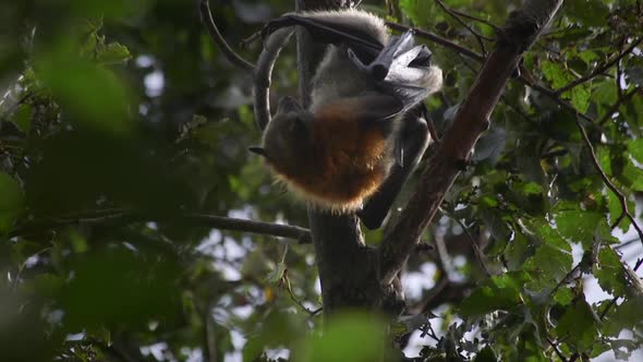 Bat Cleaning Grooming Itself Hanging From Tree Australia Gippsland ...