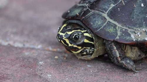 Gros plan d'une tortue mangeuse d'escargots de Malaisie en Thaïlande.