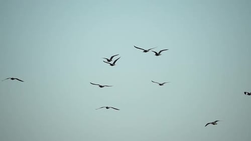 Flock of Birds Soaring Freely in the Sky
