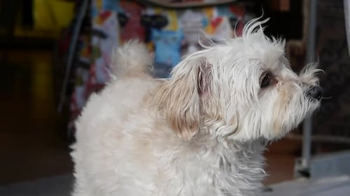 Fluffy White Dog Looking Alert Inside a Home
