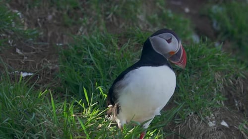 Watch this delightful atlantic puffin as it explores the lush grasslands in Iceland.