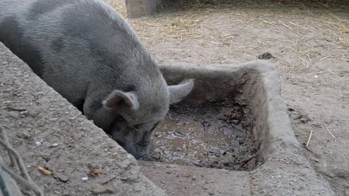 Pot bellied pig enjoying mud bath