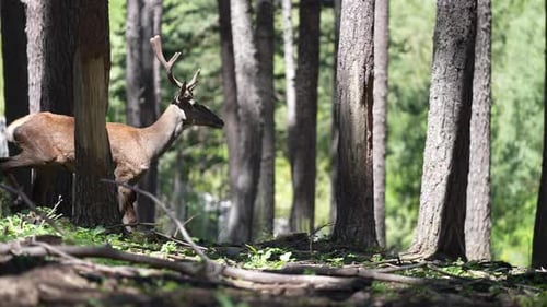 Deer Running In Forest Farm 3