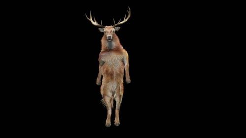 Dancing Deer Standing on Hind Legs Animated Loop