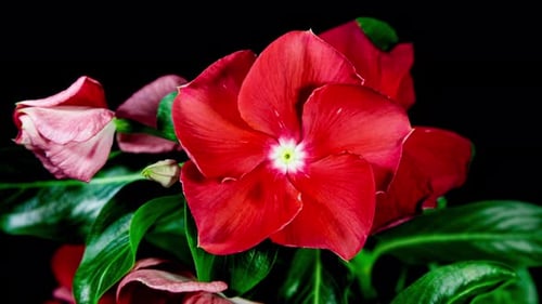 Red Flower Catharanthus Blooming in Time Lapse on a Black Background. Growing Evergreen Houseplant