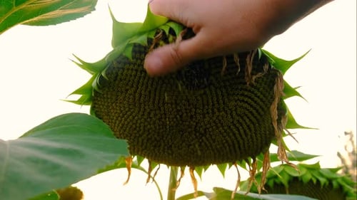 Sunflower Field Ripen Seeds Selective Focus